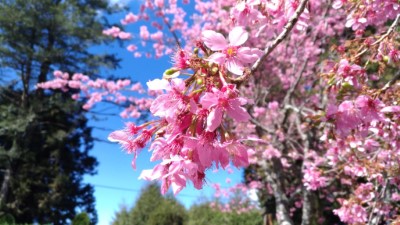 搭乘林鐵賞花 近距離捕捉花影